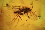 Fossil Fly Swarm (Diptera) In Baltic Amber #87078-2